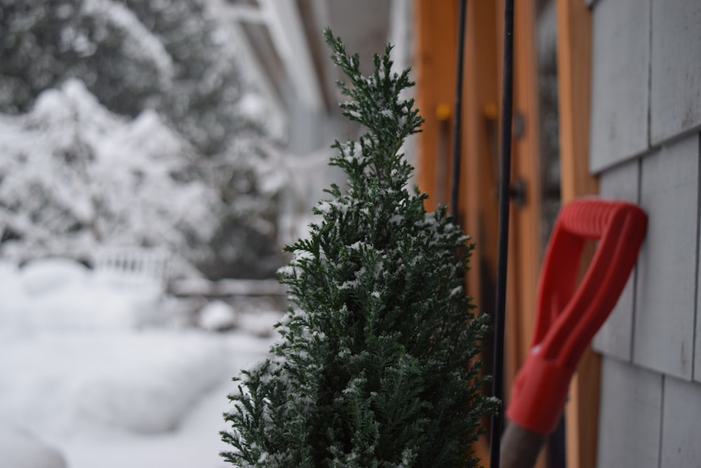 green pine tree covered with snow