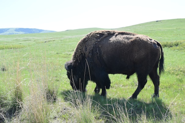 Bison grazing peacefully on the vast green plains of Yellowstone.