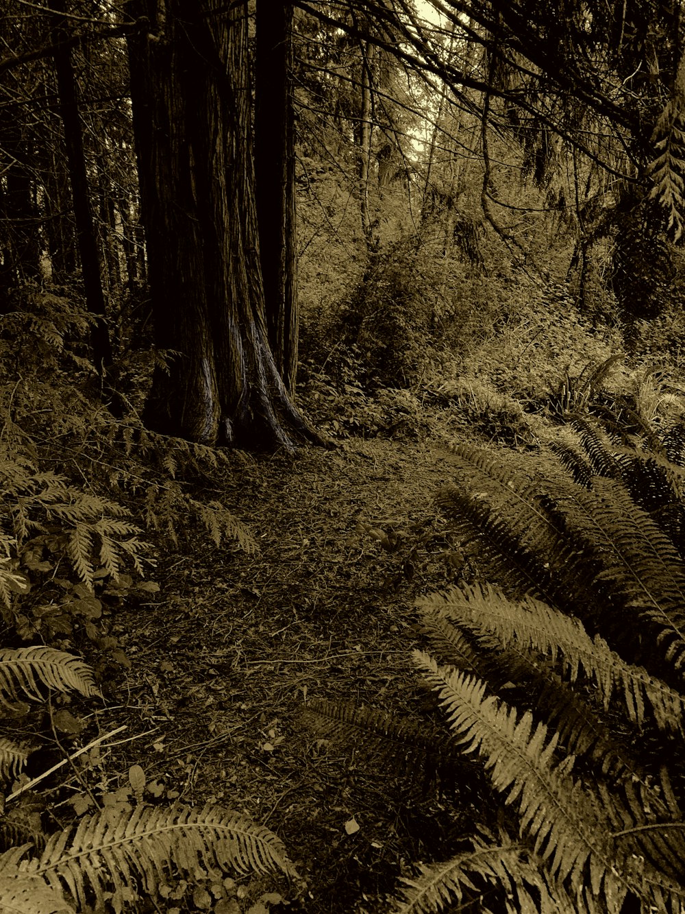 grayscale photo of trees and plants