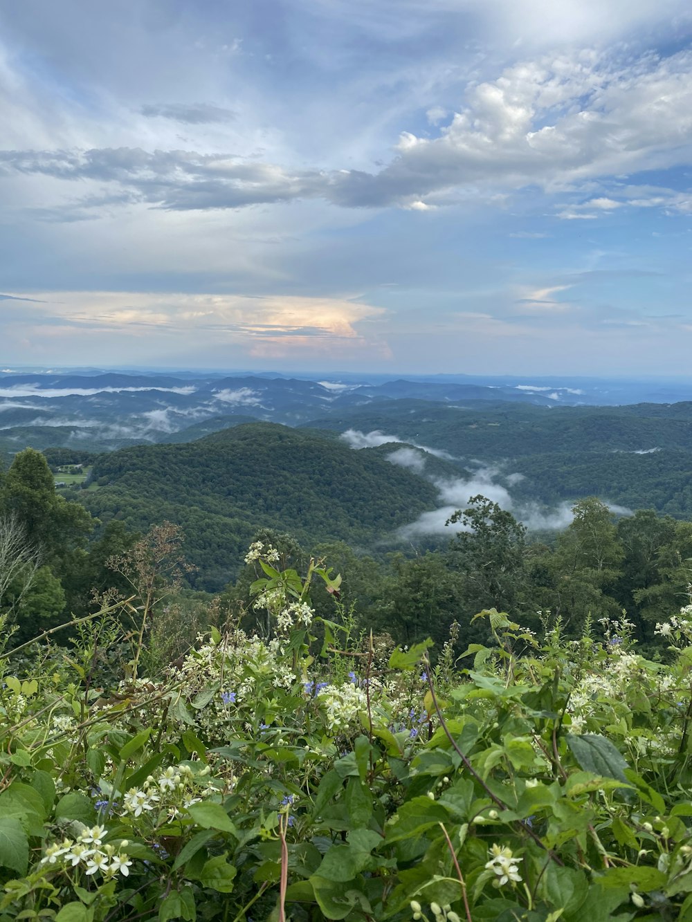 green trees on mountain under white clouds during daytime