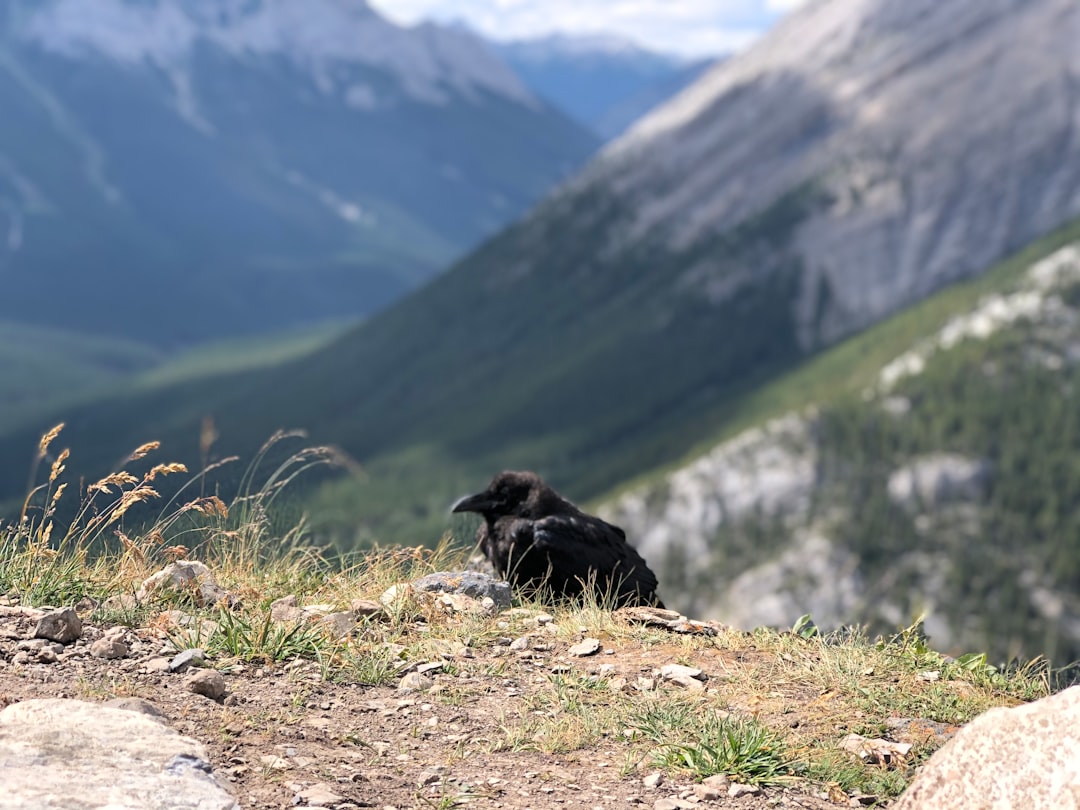 Wildlife photo spot Ha Ling Peak Trail Banff,