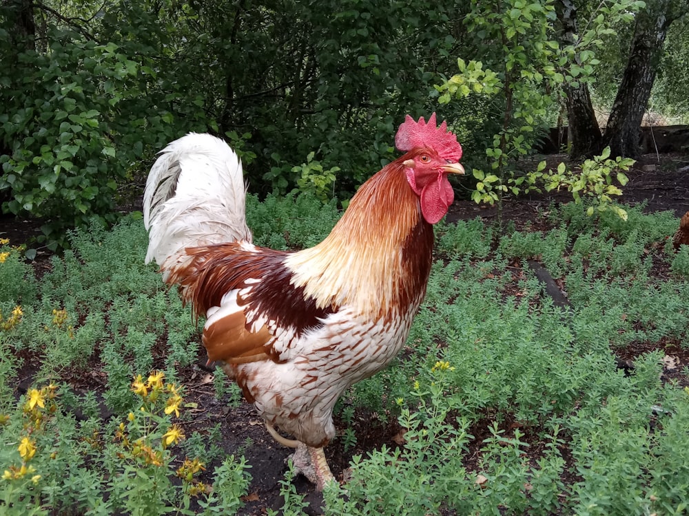 white and brown rooster on green grass