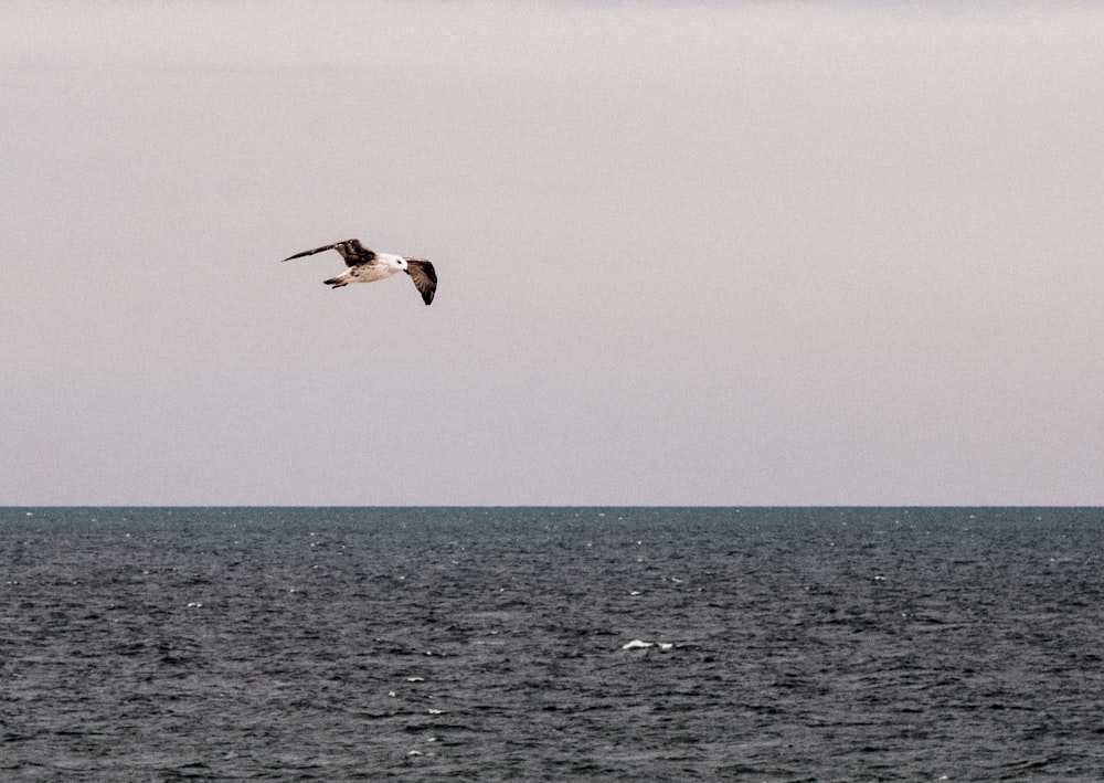 white and black bird flying over the sea during daytime