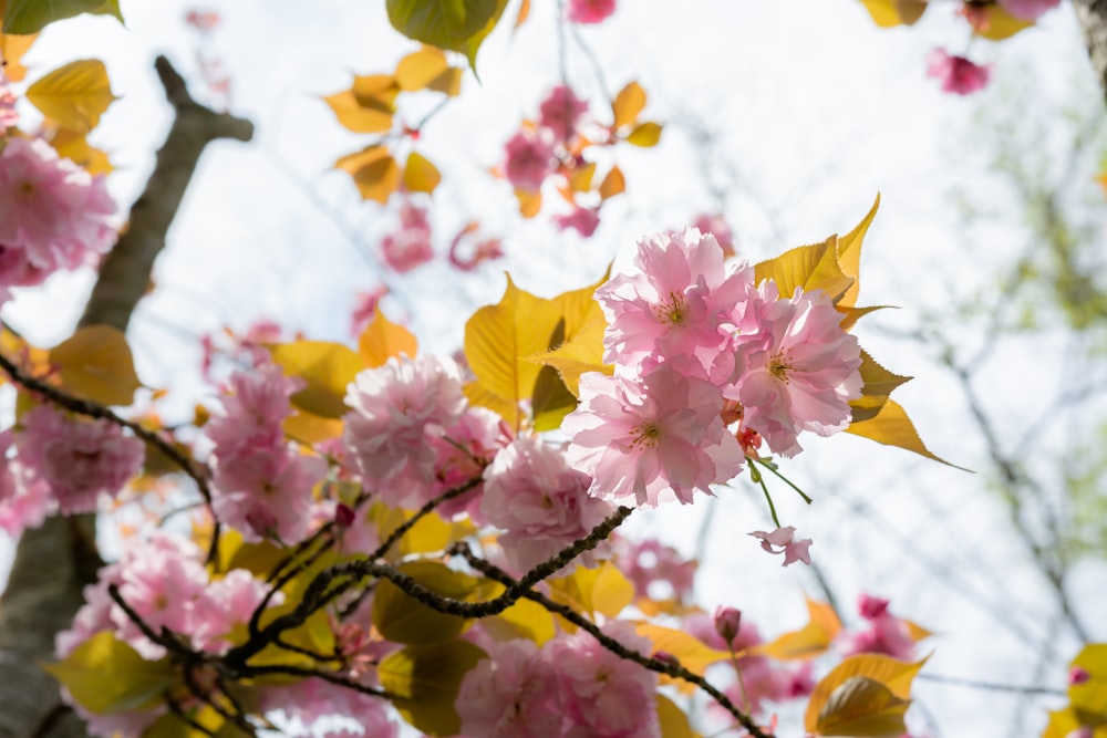 pink and white flowers in tilt shift lens