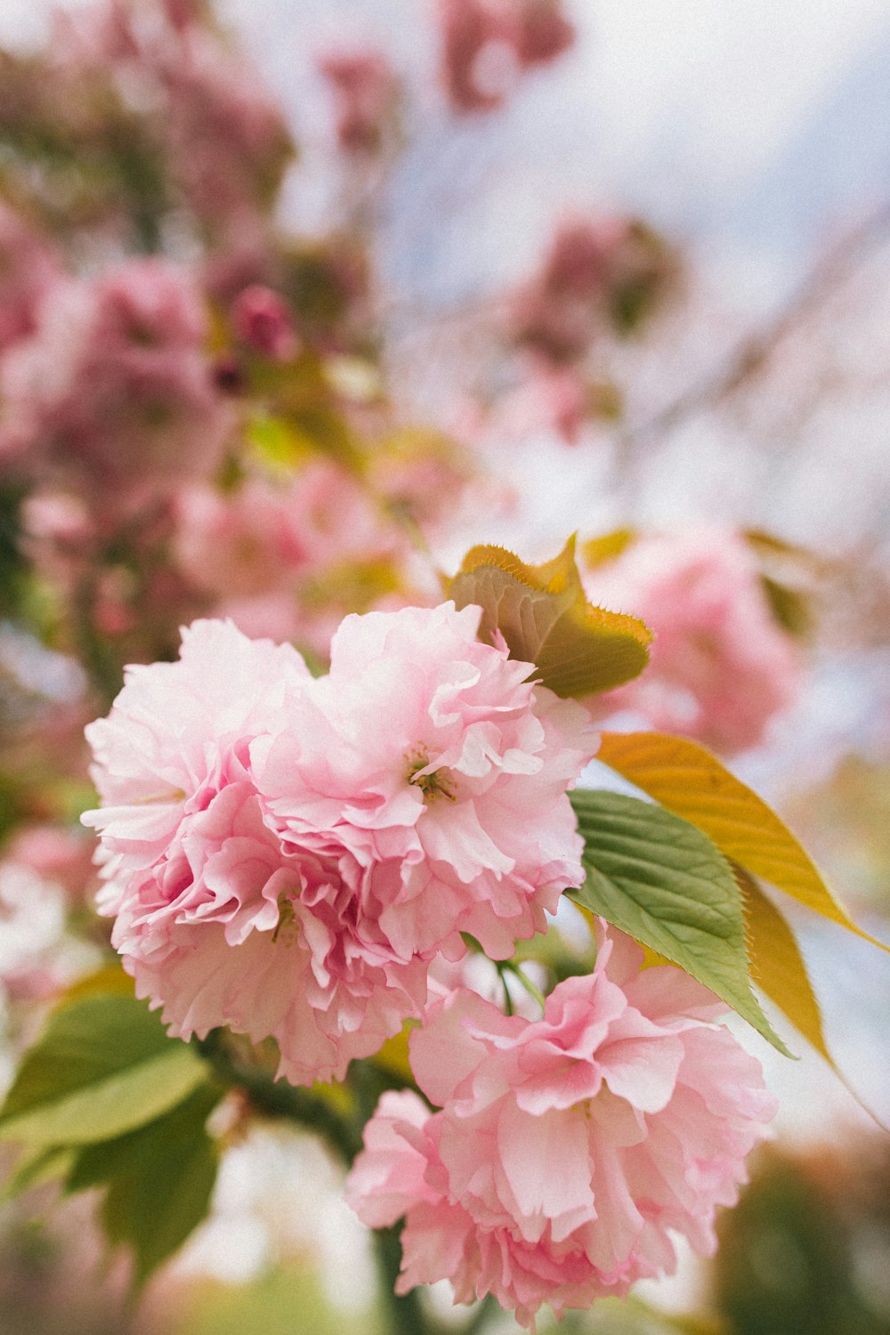 pink and white flower in tilt shift lens