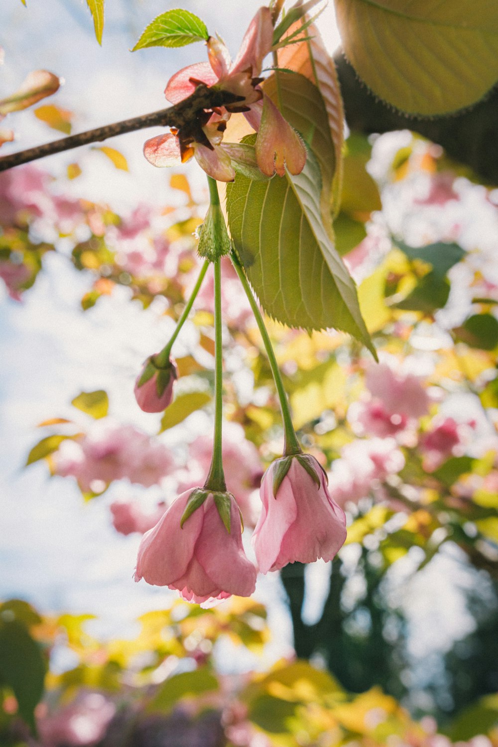 pink flower in tilt shift lens