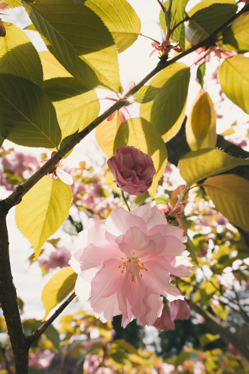 flor rosada con hojas verdes