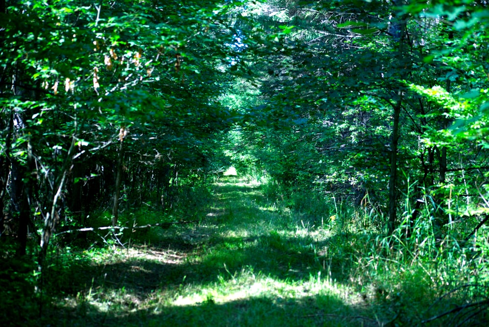 green grass and green trees