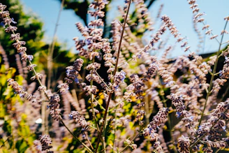 Close-up of fresh lavender stalks swaying gently in the morning sun on the farm