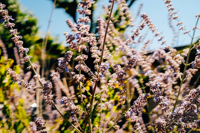 Close-up of fresh lavender stalks swaying gently in the morning sun on the farm