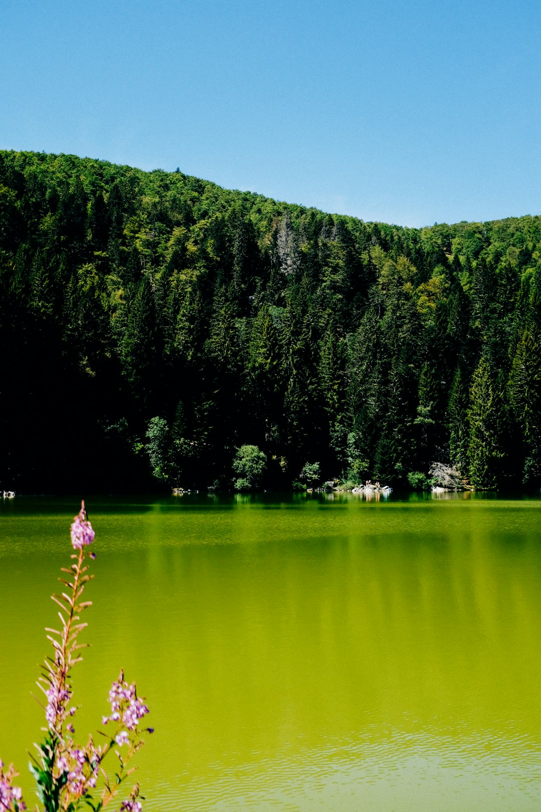 green trees beside lake during daytime