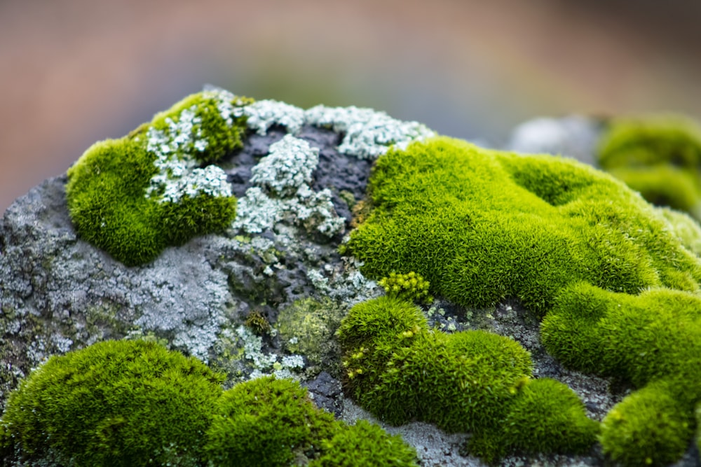 灰色の岩に緑の苔