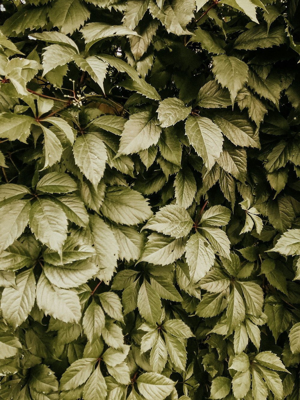 green leaves in close up photography