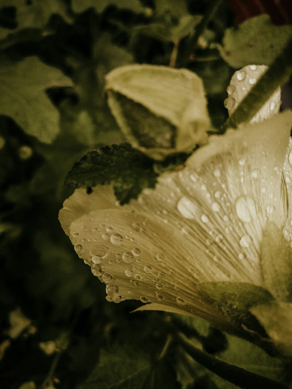 yellow hibiscus in bloom with dew drops