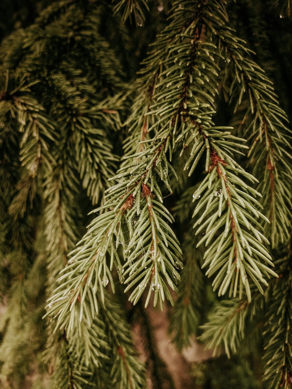 green pine tree with red and white leaves