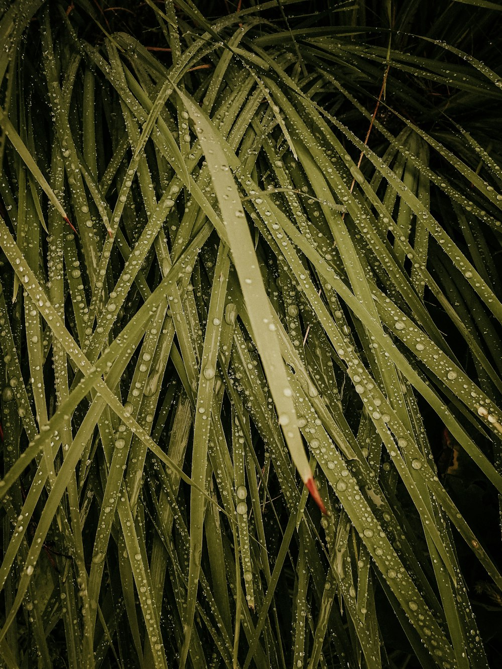 green bamboo plant during daytime