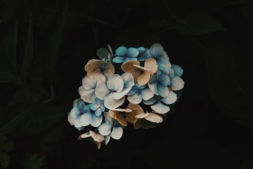 white and blue flower bouquet