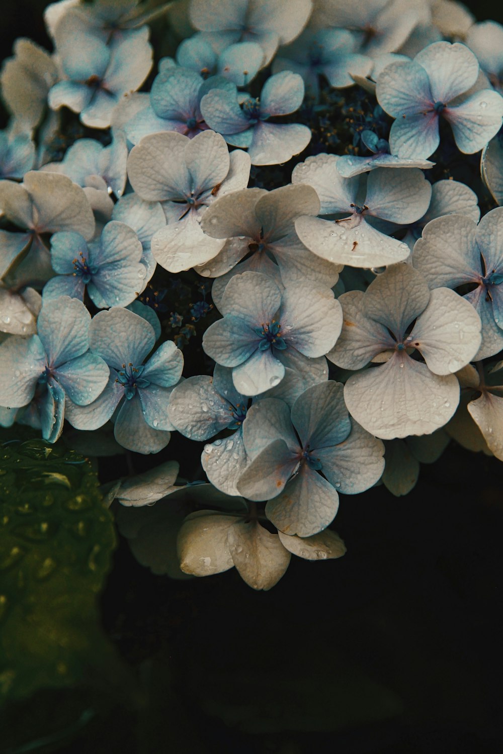 緑の苔に青と白の花