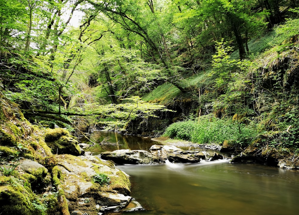 green trees beside river during daytime