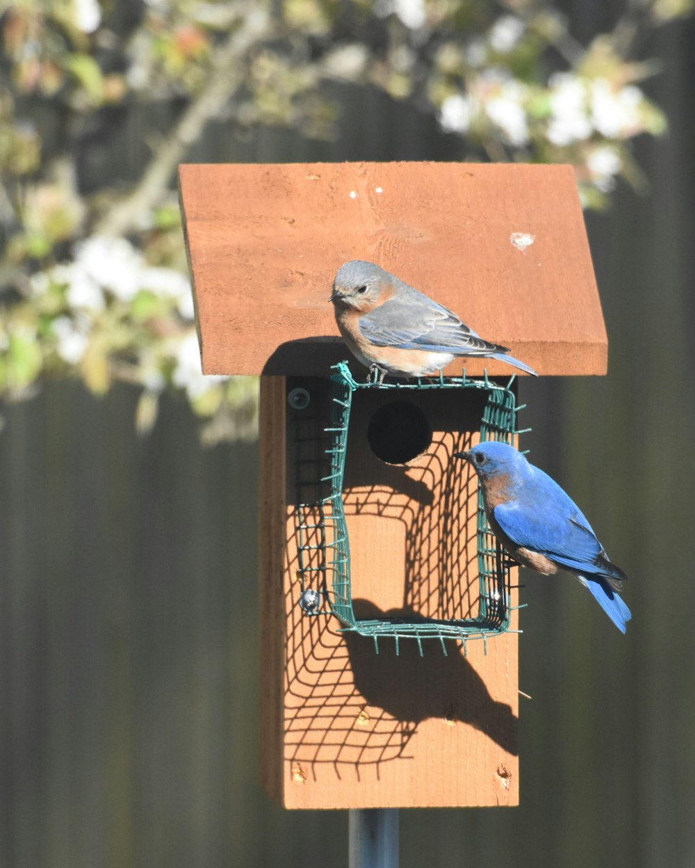 blue and brown bird on brown wooden bird house