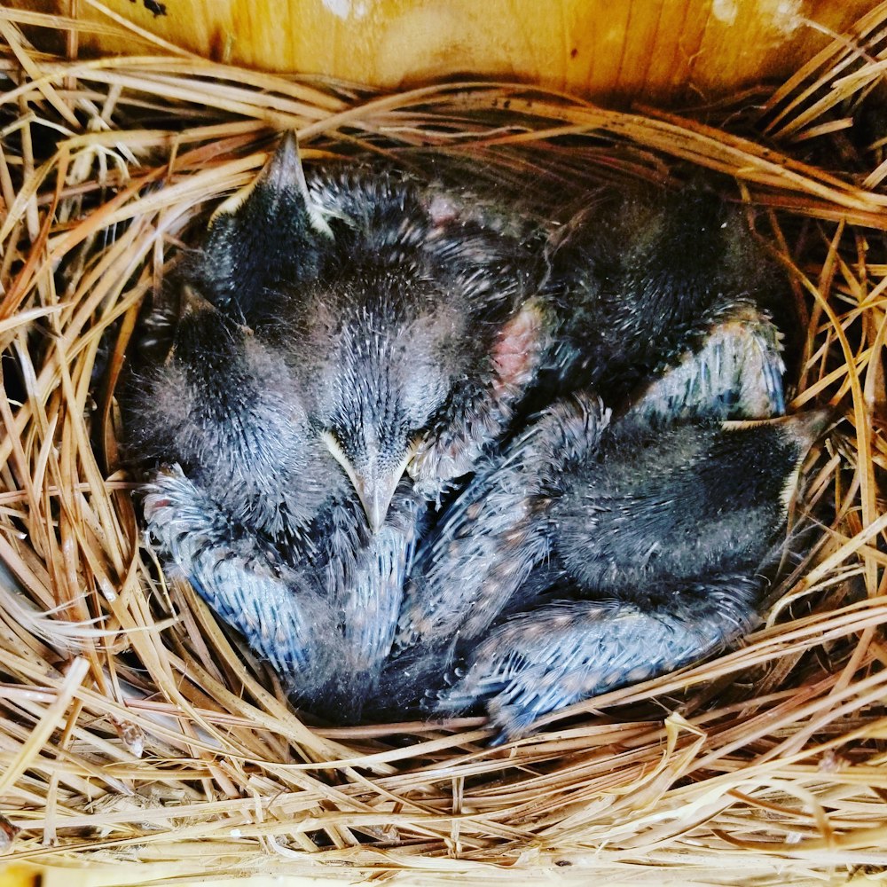 black and brown bird on brown nest