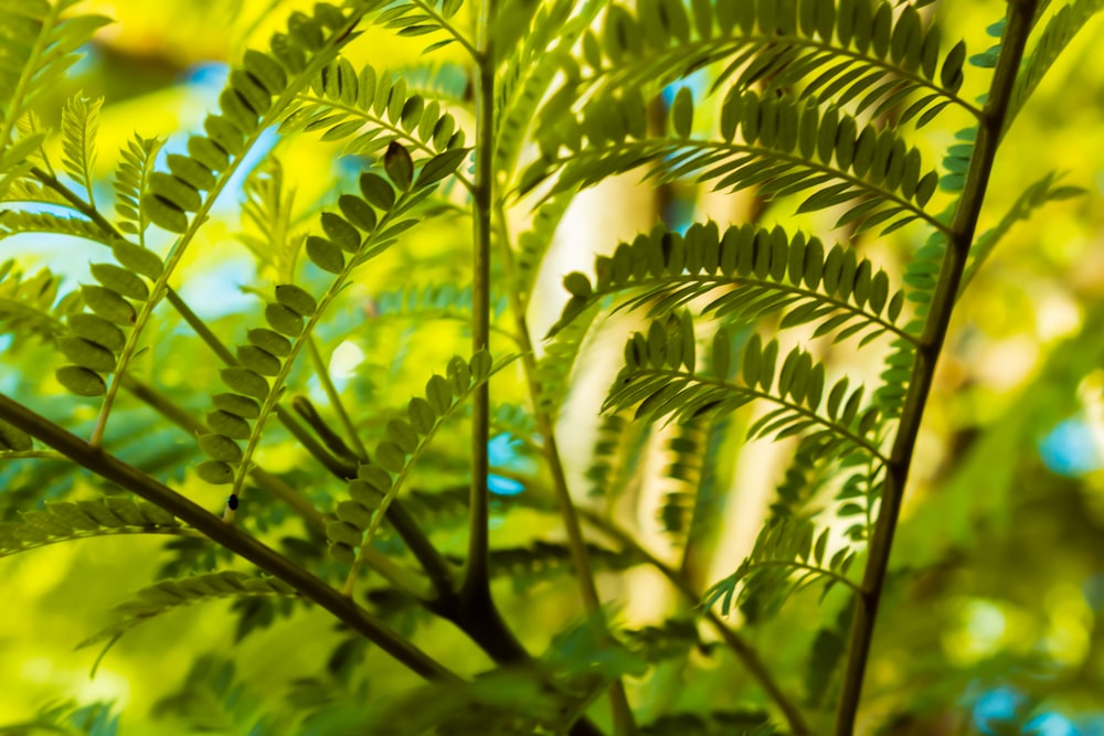 green leaf plant during daytime