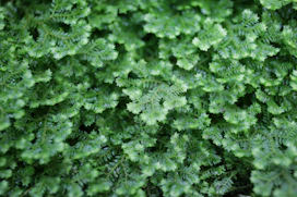 green moss on brown soil