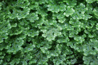 green moss on brown soil