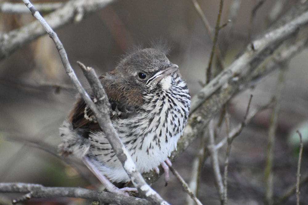 white and brown bird on brown tree branch