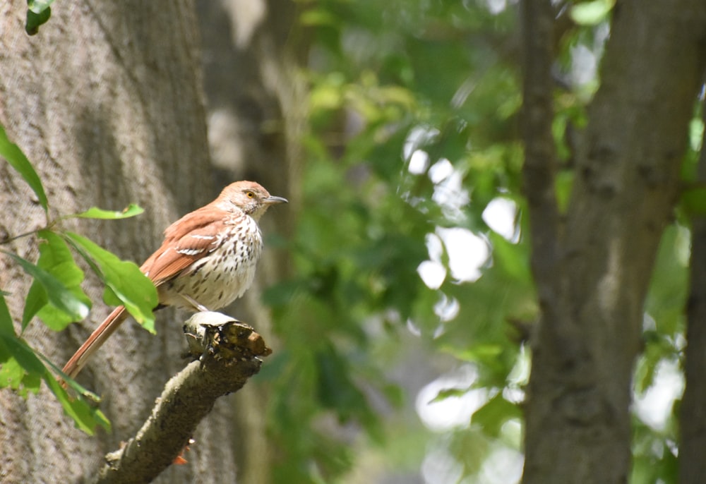 pássaro marrom e branco no galho da árvore durante o dia