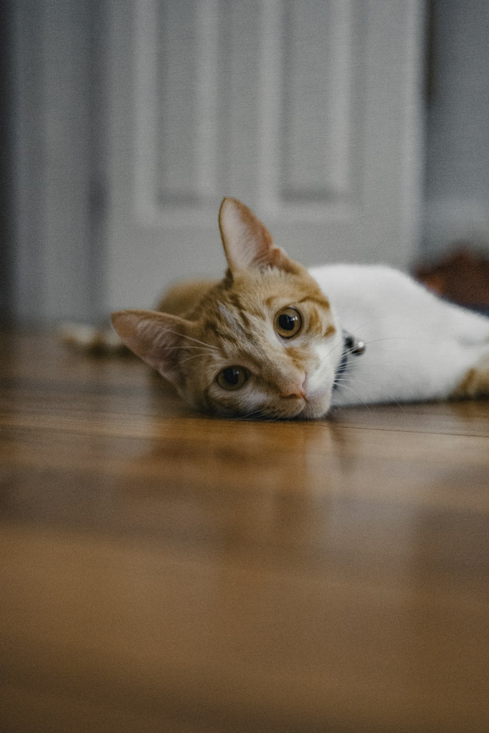 orange tabby cat lying on brown wooden floor