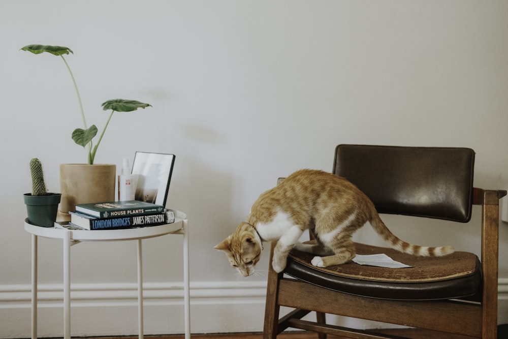 orange and white cat on brown wooden chair