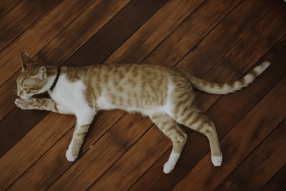 orange and white tabby cat on brown wooden floor