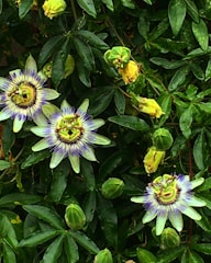 A collection of passionflowers among lush green leaves. The flowers have intricate patterns with white petals and purple and blue centers, surrounded by unopened buds.