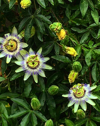 A collection of passionflowers among lush green leaves. The flowers have intricate patterns with white petals and purple and blue centers, surrounded by unopened buds.