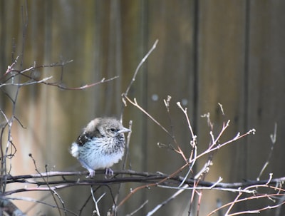 white and brown bird on brown tree branch