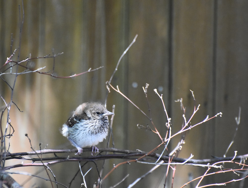 white and brown bird on brown tree branch