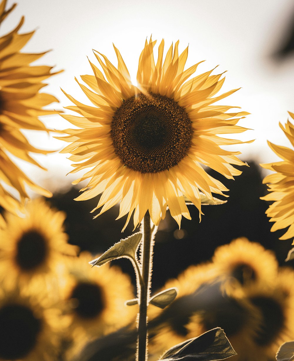 yellow sunflower in close up photography