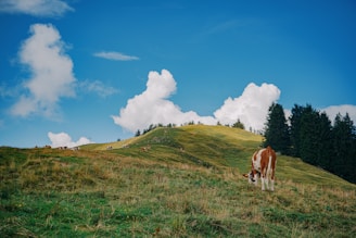 A peaceful farm landscape with cows grazing under a bright blue sky.