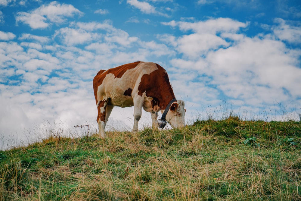 brown and white cow on green grass field under blue and white sunny cloudy sky during