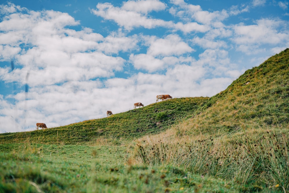 green grass field under blue sky and white clouds during daytime