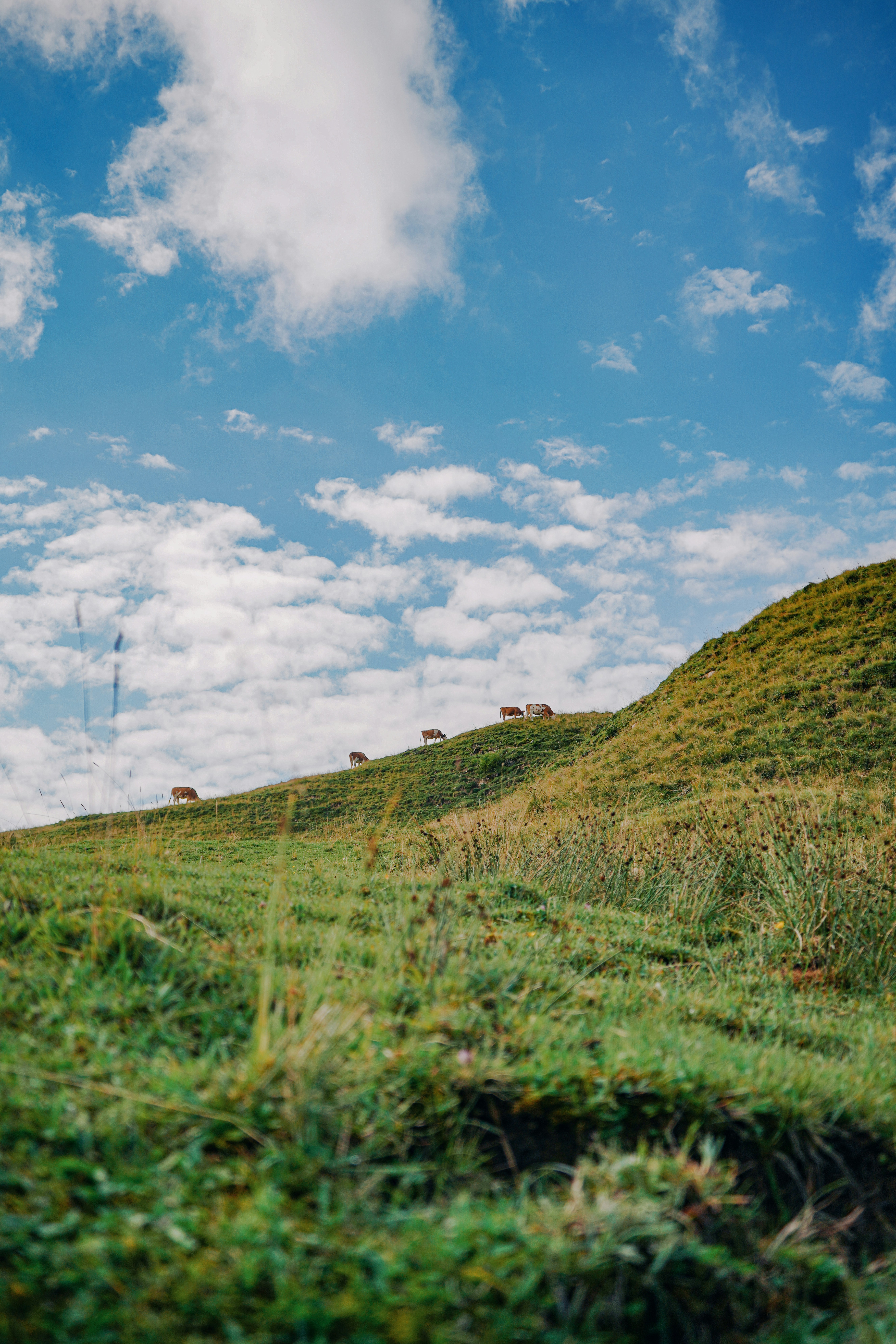 green grass field under blue sky and white clouds during daytime