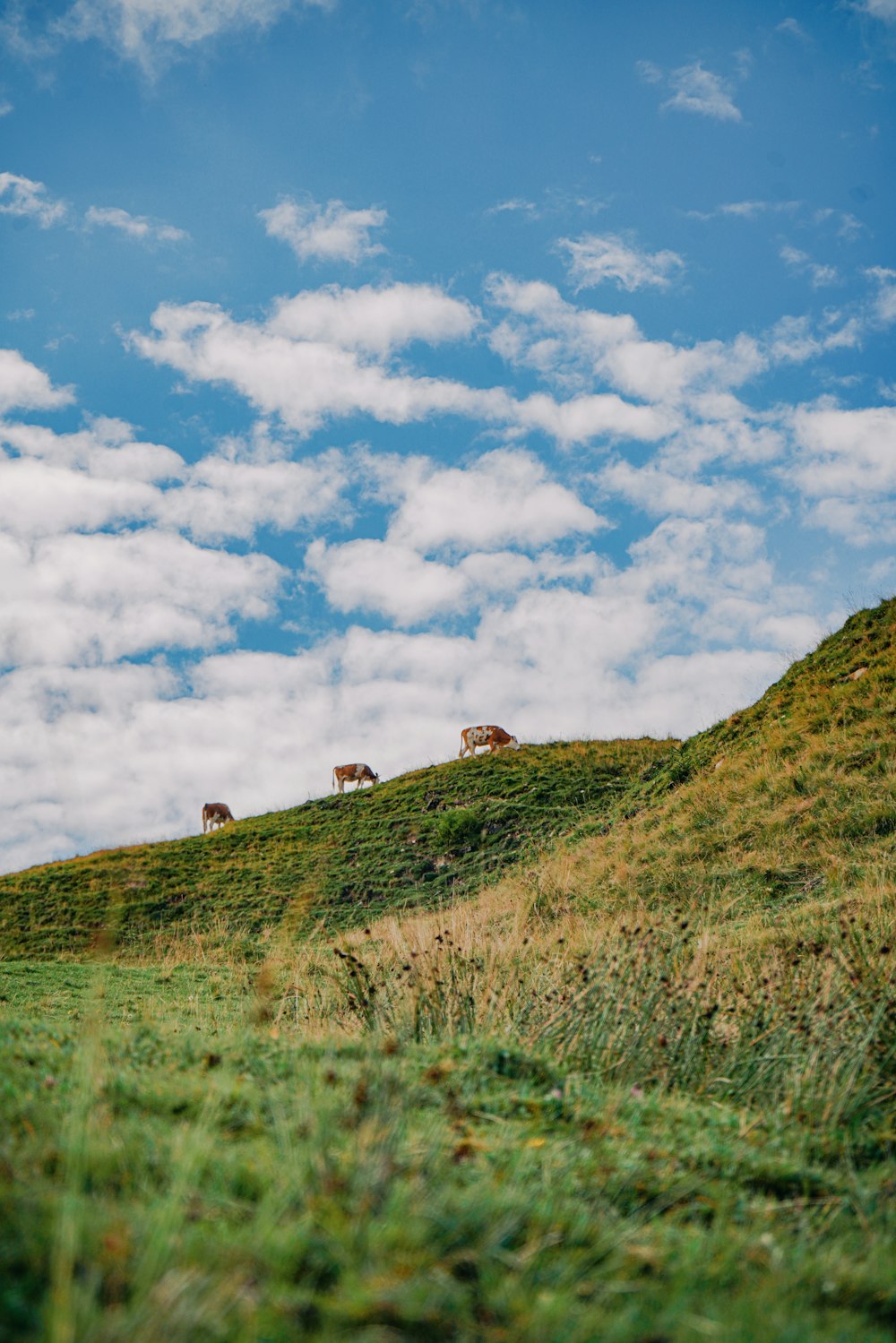 Champ d’herbe verte sous le ciel bleu et les nuages blancs pendant la journée