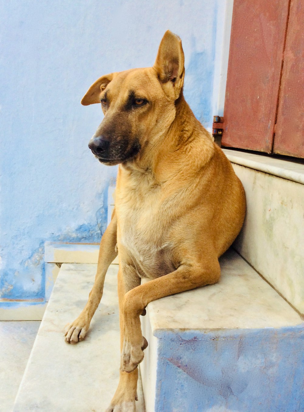 brown short coated dog lying on white floor tiles