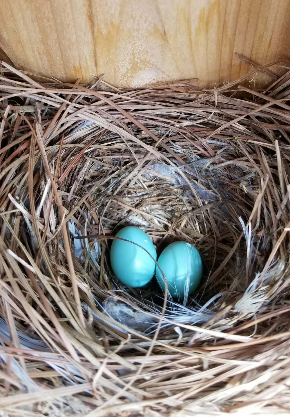 茶色の巣に青い卵