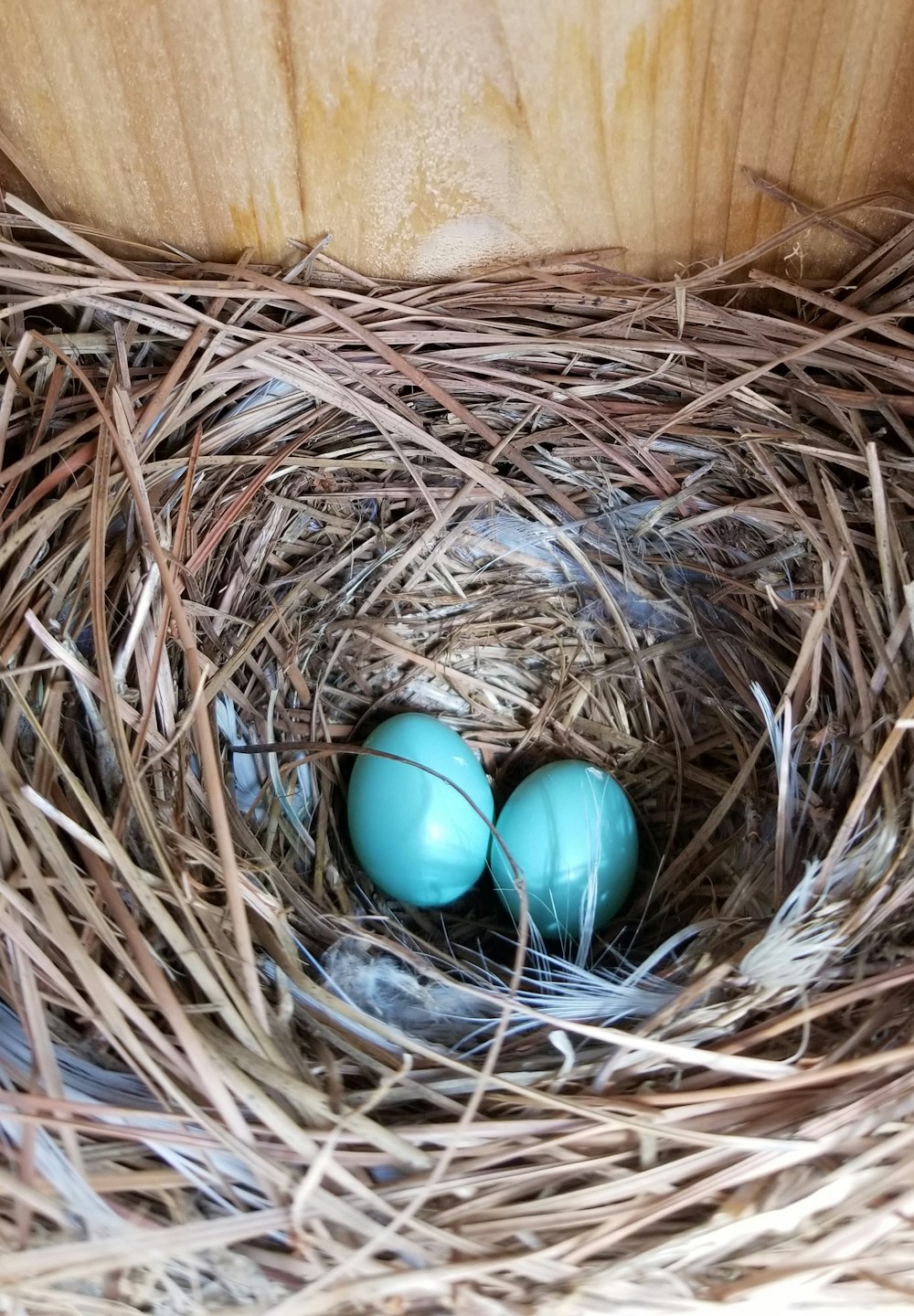 blue egg on brown nest