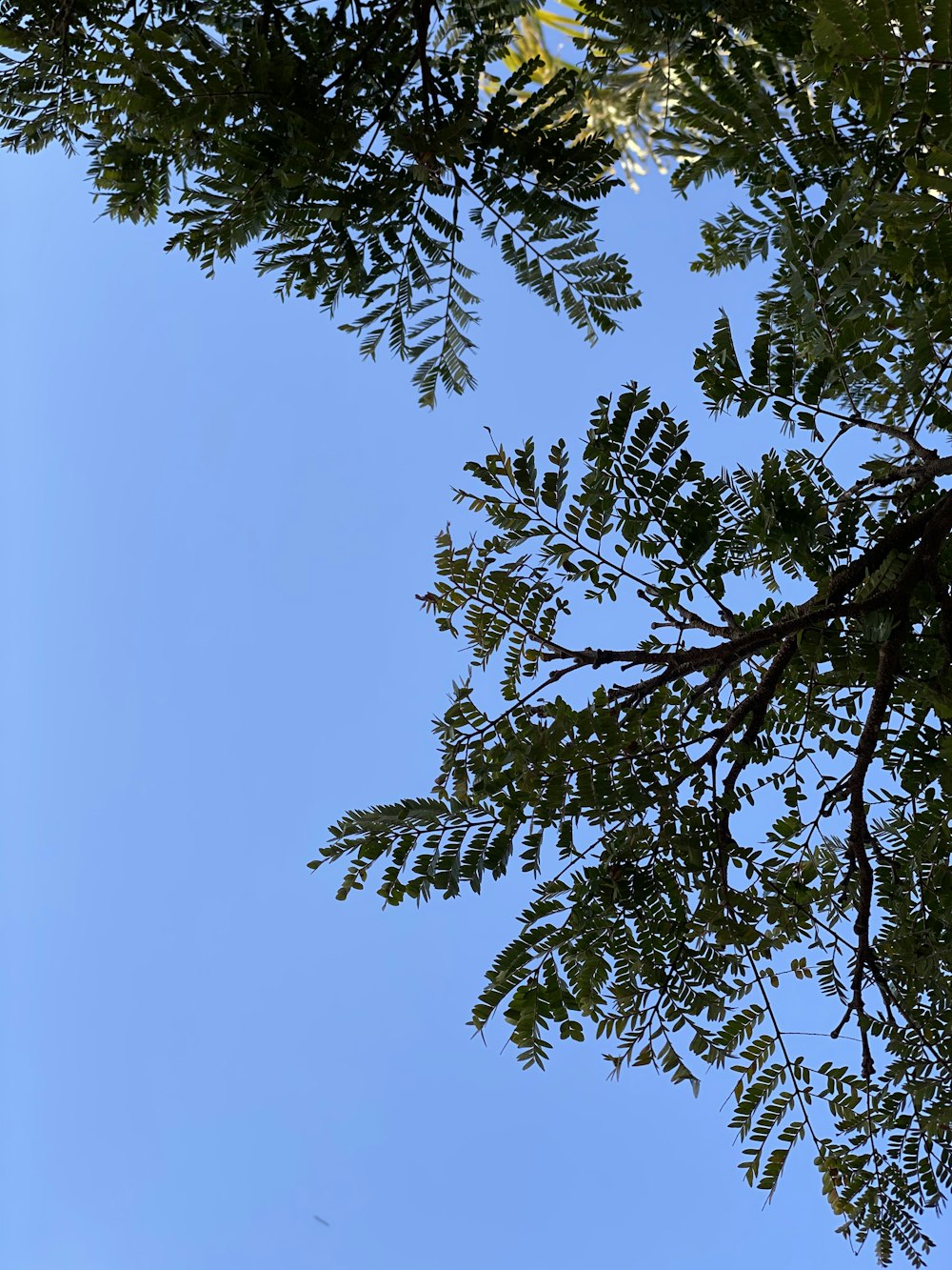 green tree under blue sky during daytime