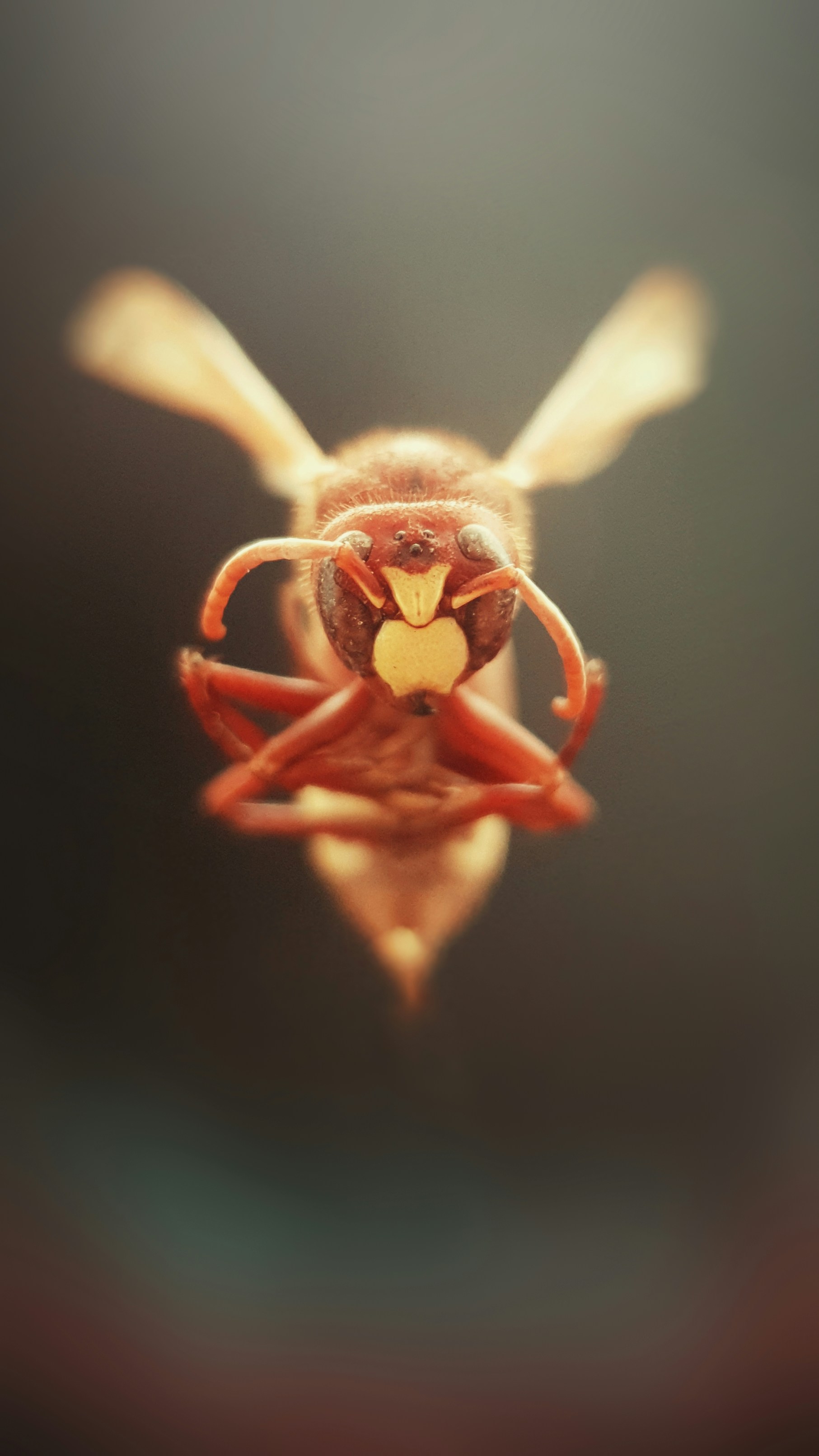 a close up of a flower with a bug on it