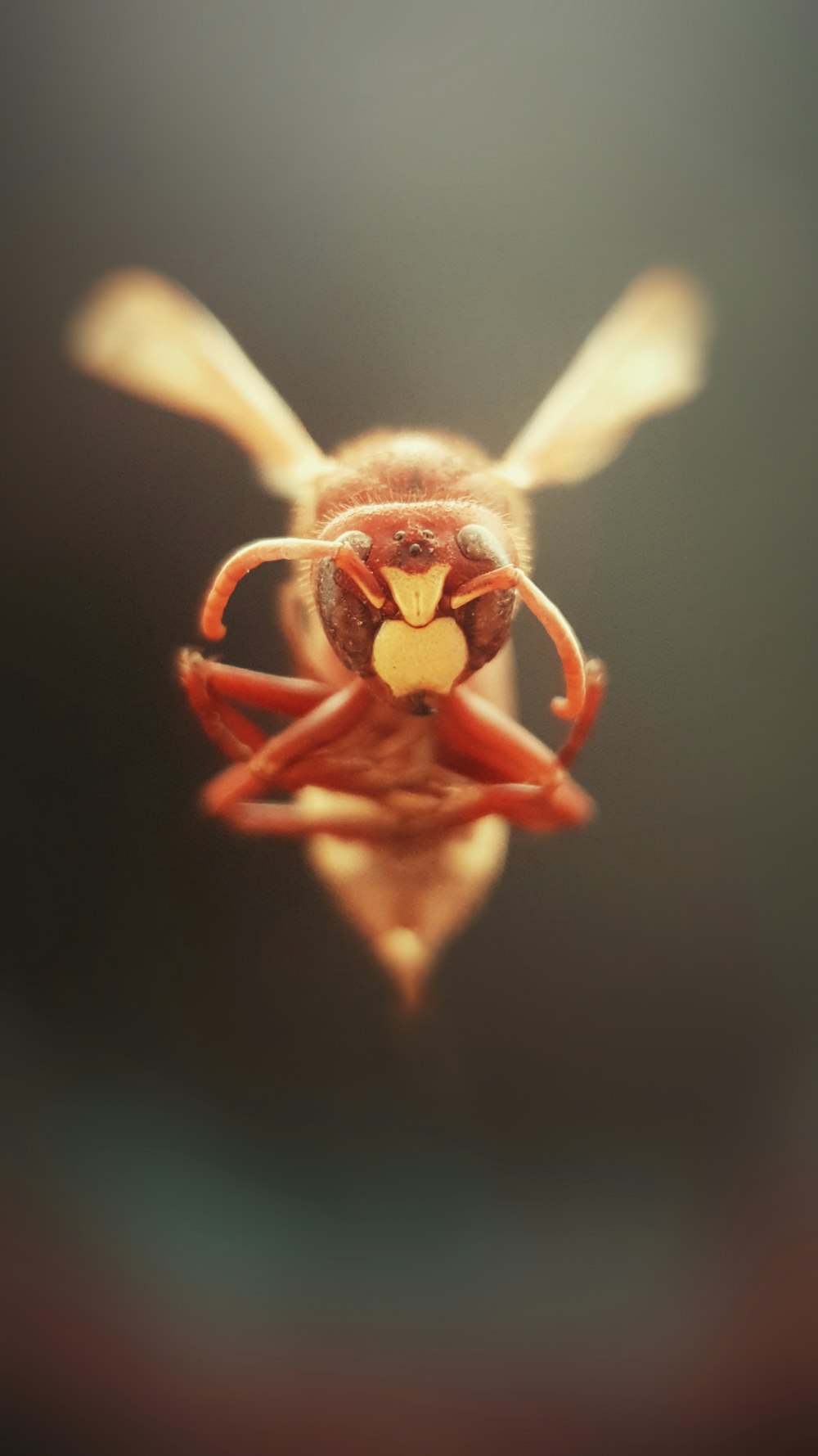 a close up of a flower with a bug on it