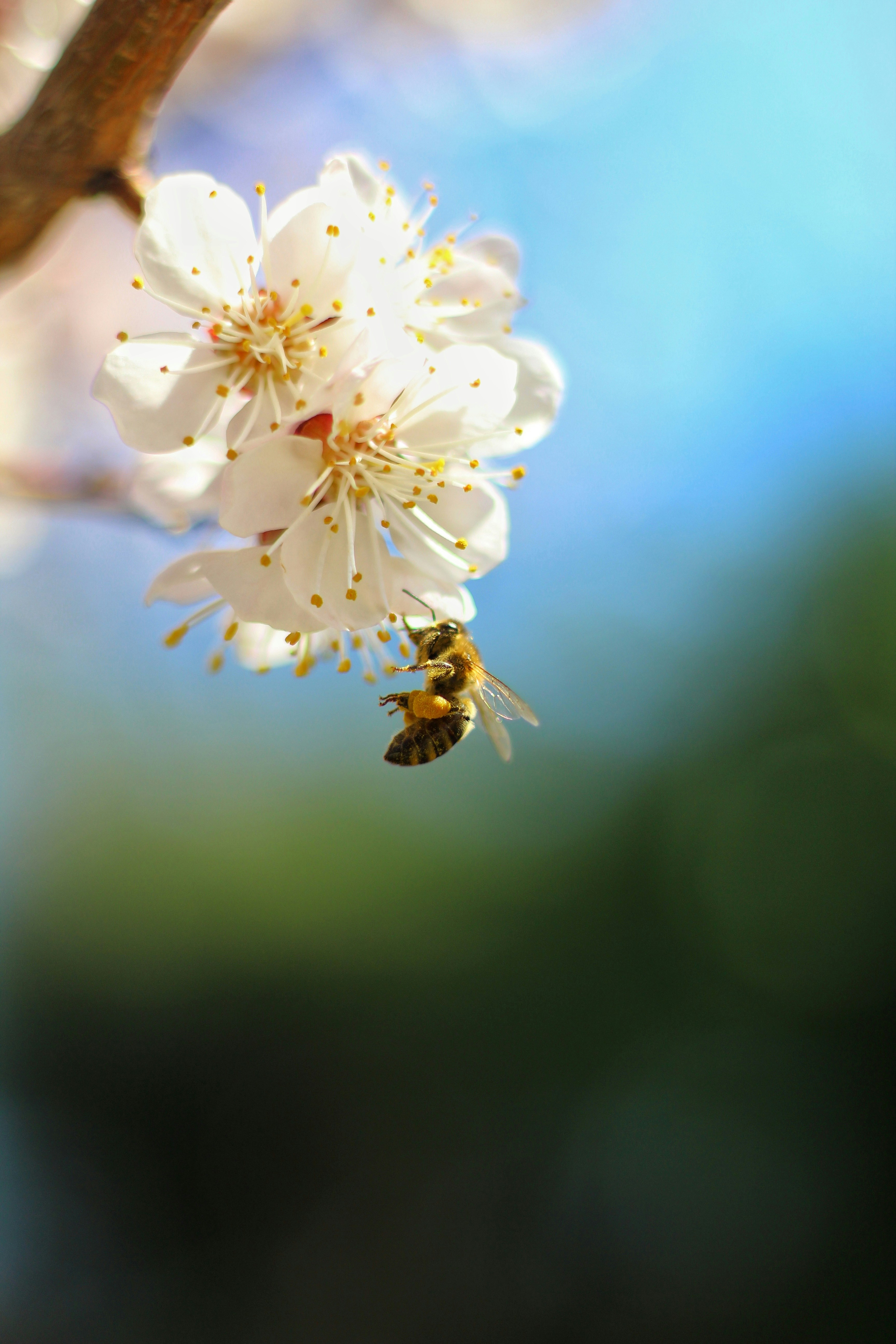 Photo by nenadkaevik